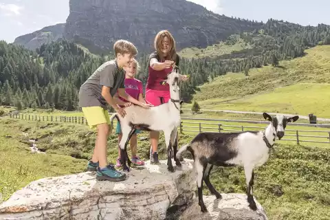 hotel-landhaus-zillertal_wandern-ziege.webp