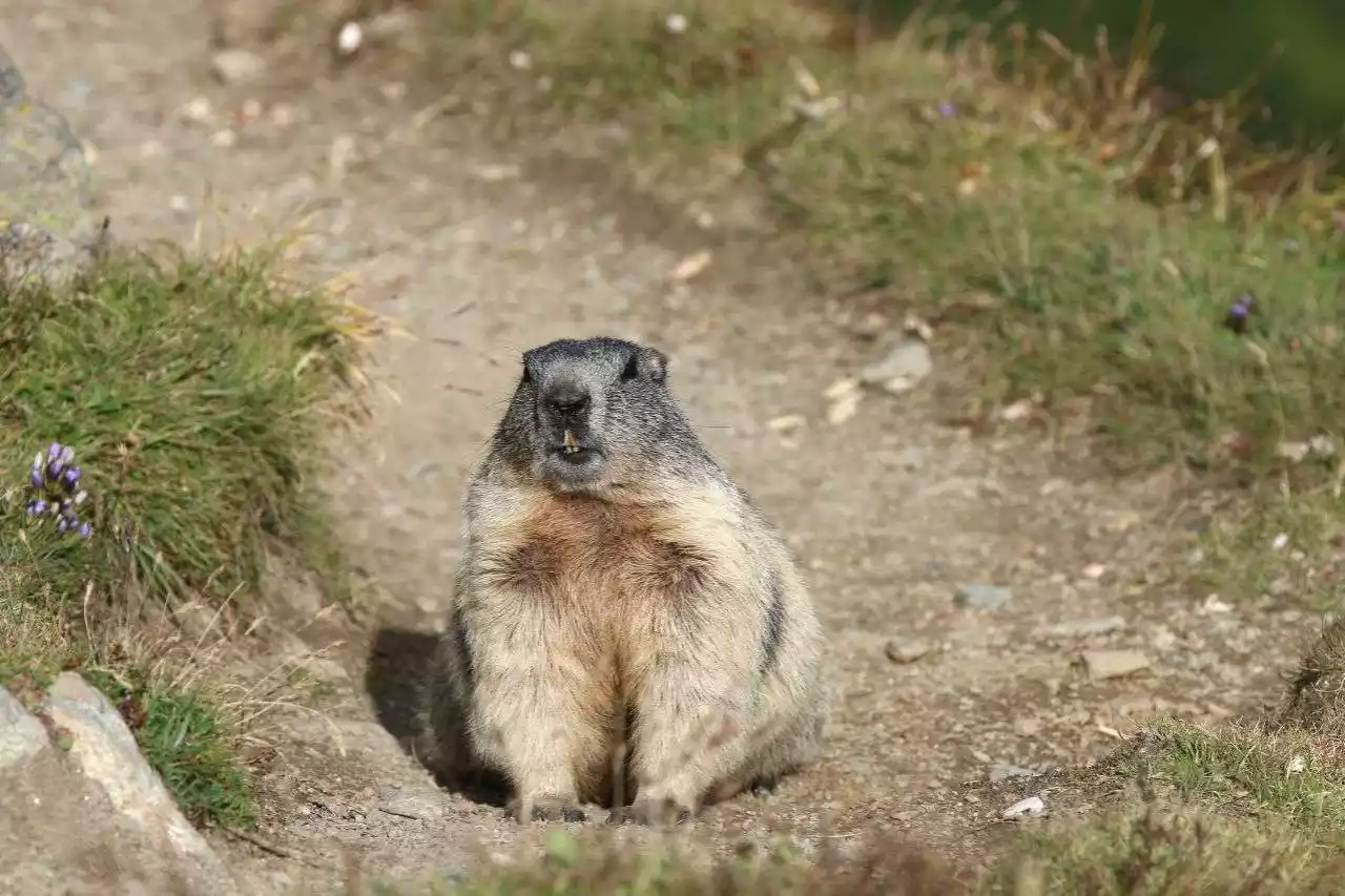 Ein Besuch im Alpenzoo Innsbruck ist für Familien ein lohnendes Abenteuer!